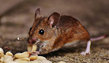 24 Hour & Emergency Exterminators in Storrs Mansfield, CT